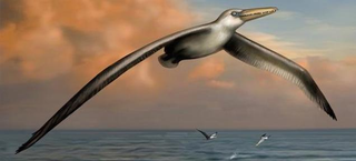 Illustration for article titled World's largest flying bird was as big as some aircraft